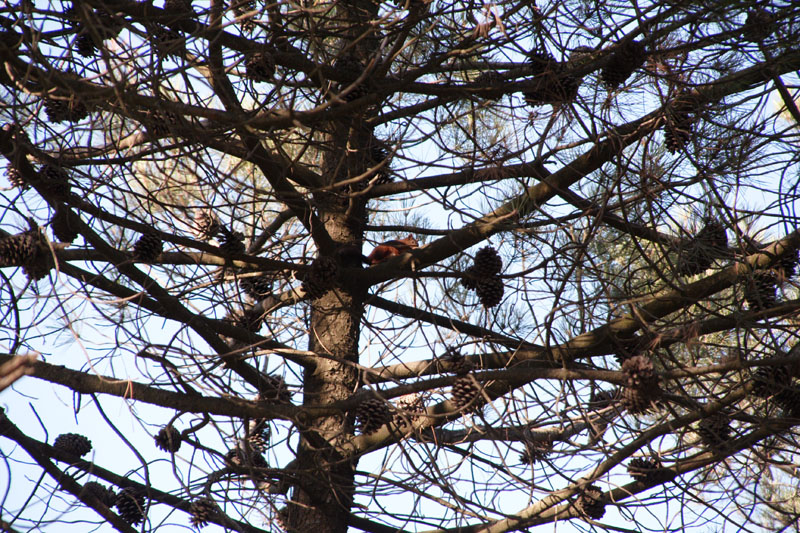 Sciurus vulgaris - Lido di Dante (RA)